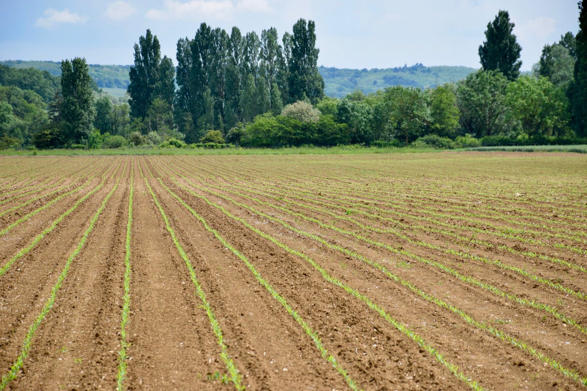 C_Centeol's tweet photo. We got beautiful straight lines in the open field 👏 Only small GPS corrections to establish on the line entry guidance. @AGC_Robotics are already working on improvements 🛰️ #FieldArt #RobotRocks #DrivingLesson #GPSSystem #AgPrecision https://t.co/YB7NFabJW2