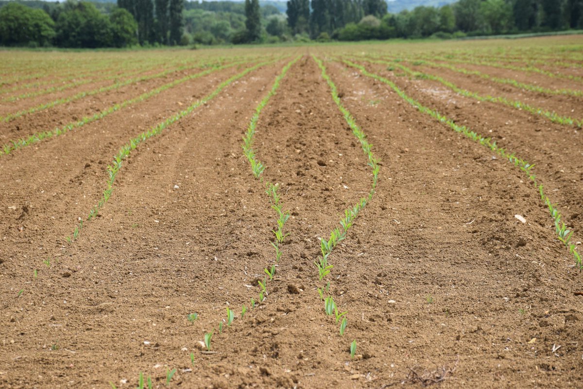 C_Centeol's tweet photo. We got beautiful straight lines in the open field 👏 Only small GPS corrections to establish on the line entry guidance. @AGC_Robotics are already working on improvements 🛰️ #FieldArt #RobotRocks #DrivingLesson #GPSSystem #AgPrecision https://t.co/YB7NFabJW2