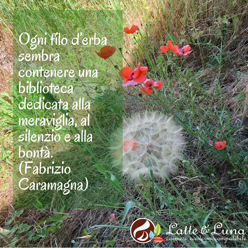 latteeluna's tweet photo. <<Ogni filo d’erba sembra contenere una biblioteca dedicata alla meraviglia, al silenzio e alla bontà.>> Fabrizio Caramagna
#Latteeluna #Primavera https://t.co/fXlqI12pWc