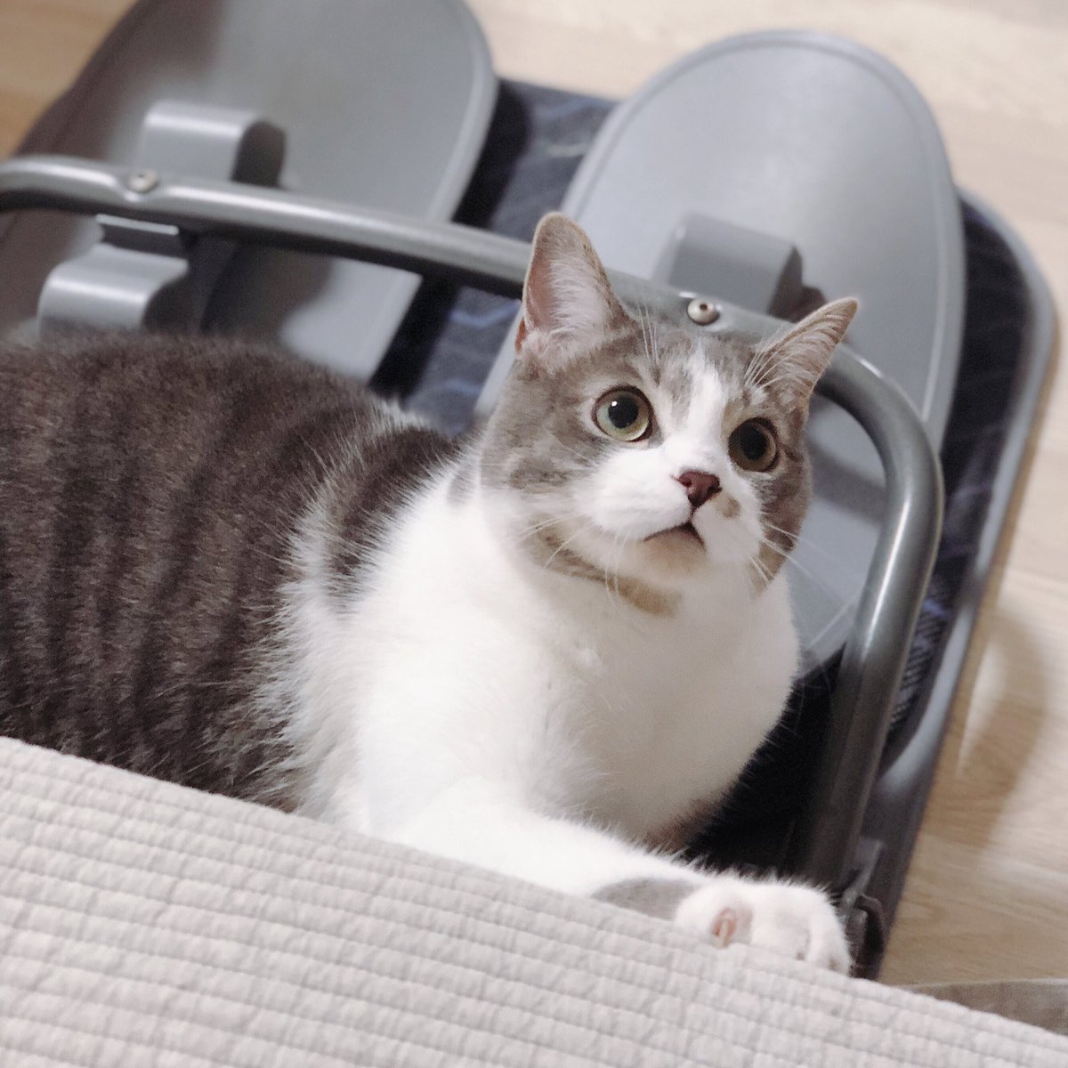 청순하기까지 한 고양이