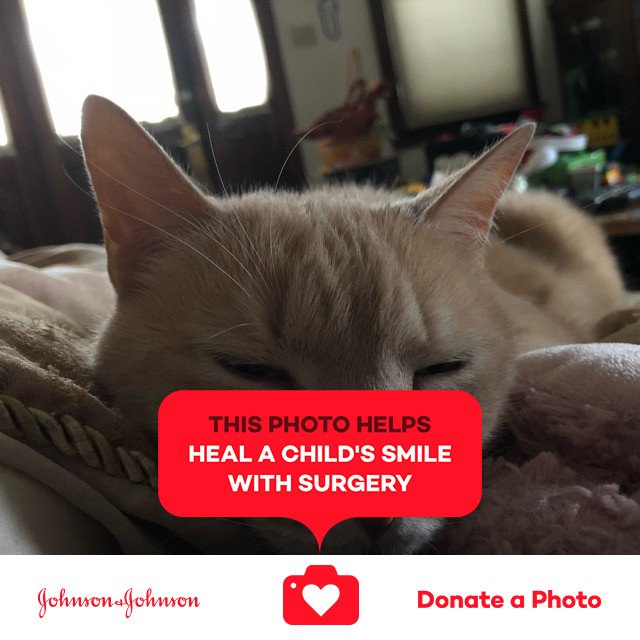 3DzMoM42012's tweet photo. Sleepy kitty ๐ค. #ccthecat #photoaday #jnj @donateaphoto #changeasmile https://t.co/TGHDrZBrjn https://t.co/KMM9v3ioJj