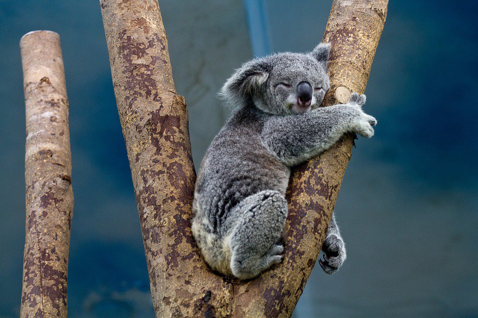AberdeenSci's tweet photo. In the run up to our new theme starting on Saturday here are some Amazing Animal facts:

True or False?

The fingerprints of a koala are so indistinguishable from humans that they have on occasion been confused at a crime scene. https://t.co/x6iAqCqnf4