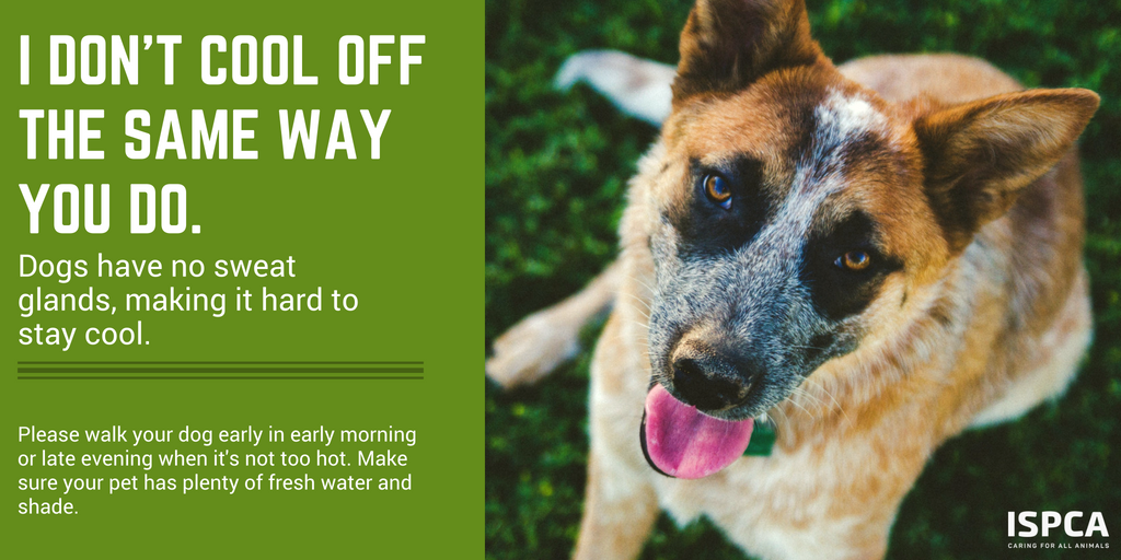 Should You Leave Water Out For Your Dog