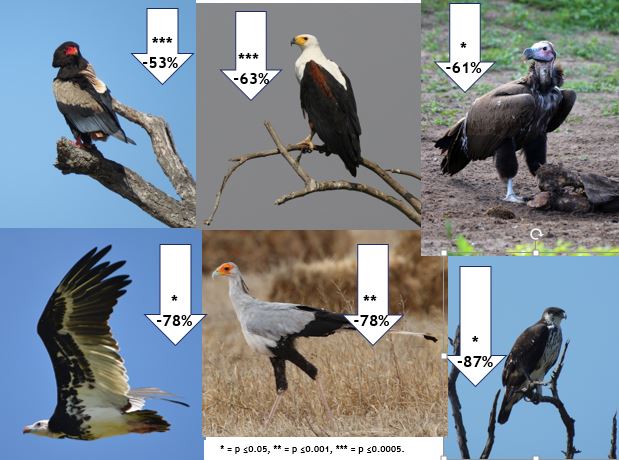 Arjun Amar (@arjundevamar) on Twitter photo New paper just out reveals massive declines for many raptor species across northern Botswana.
14 of 29 species showed significant declines including many large eagles, Lappet-faced Vultures & White-headed vultures
paper here:
sciencedirect.com/science/articl…
<a href="/Fitztitute/">FitzPatrick Ins</a> <a href="/BotsBex/">Beckie Garbett</a> New paper just out reveals massive declines for many raptor species across northern Botswana.
14 of 29 species showed significant declines including many large eagles, Lappet-faced Vultures & White-headed vultures
paper here:
sciencedirect.com/science/articl…
<a href="/Fitztitute/">FitzPatrick Ins</a> <a href="/BotsBex/">Beckie Garbett</a>