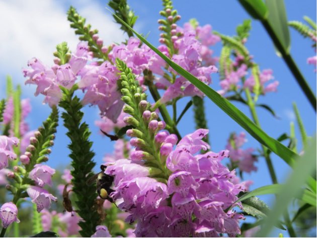 AlexandriaVATES's tweet photo. #ChesBayWeek tip: Landscape your yard using plants that are native to Alexandria--they can require less water and other care and are good for pollinators. Visit https://t.co/Jnrx3KSQ8K for ideas of what native plants are right for your yard. #OneChesapeake #AreYouBayAware https://t.co/C1TOQCVIt3