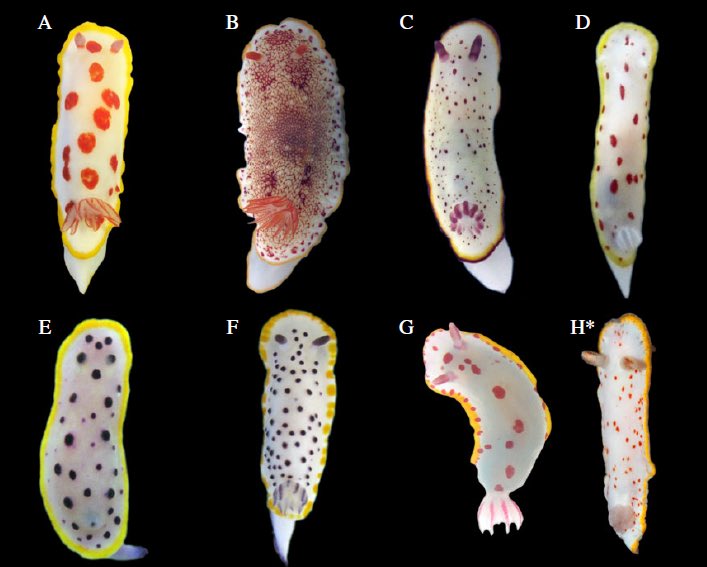 Anne Winters (@drannewinters) on Twitter photo New paper! Disentangling toxicity and taste of the chemical defenses in a #nudibranch #mimicry ring with <a href="/karen_cheney/">Karen Cheney</a> <a href="/MMaryGarsonae/">Emerita Professor Mary Garson AM</a> <a href="/vancedberg/">Cedric van den Berg</a> <a href="/DrMartinJohnHow/">Dr Martin John How</a> <a href="/EcoVisUQ/">Visual Ecology UQ</a>! rspb.royalsocietypublishing.org/content/285/18… New paper! Disentangling toxicity and taste of the chemical defenses in a #nudibranch #mimicry ring with <a href="/karen_cheney/">Karen Cheney</a> <a href="/MMaryGarsonae/">Emerita Professor Mary Garson AM</a> <a href="/vancedberg/">Cedric van den Berg</a> <a href="/DrMartinJohnHow/">Dr Martin John How</a> <a href="/EcoVisUQ/">Visual Ecology UQ</a>! rspb.royalsocietypublishing.org/content/285/18…