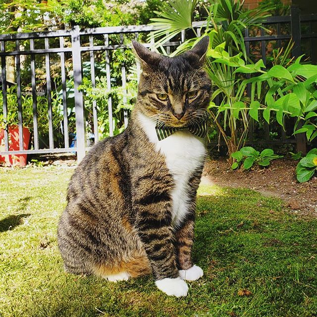 🚕 #youtalkintome #madebycleo #gentcats #trendscat #catbowtie #catinbowtie #bowtiesforcats #whiskerwednesday #manxcatsofinstagram #manxcatsrock #manxcat #notailnoproblem #notaildontcare #manxworld #loganthemanx #adoptbcspca #bcspca #bcspcaalumni #west… instagram.com/p/Bjrva58lJFD/