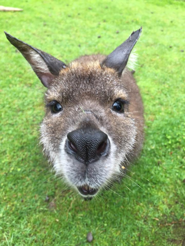wilddinopark's tweet photo. I'm ready for my close up......... https://t.co/hCwkmhzCbt