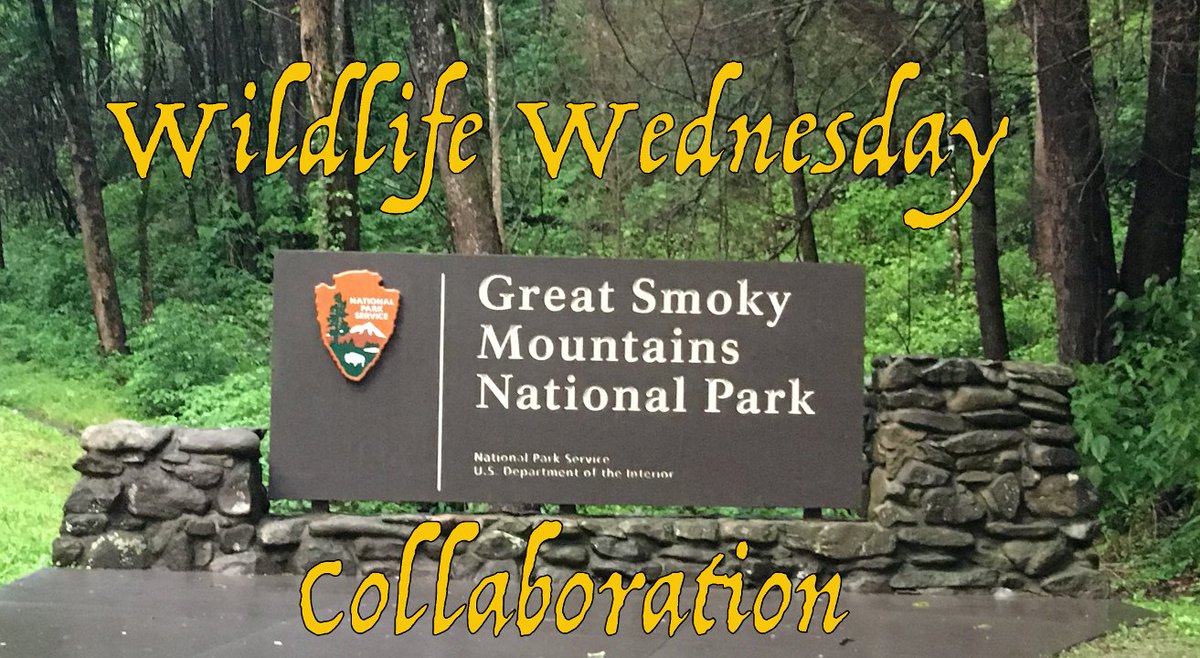 happytrailshike's tweet photo. We participated in a #WildlifeWednesday #Collaboration!!! Please check out all the great videos and tell them we sent you!
@EmandTheGang2 @YankeesAdv @JourneyofBear
https://t.co/s4wb40xgot …
#T2Tips #Youtubeoutdoors #AdvGroup https://t.co/P39s3Q7lob