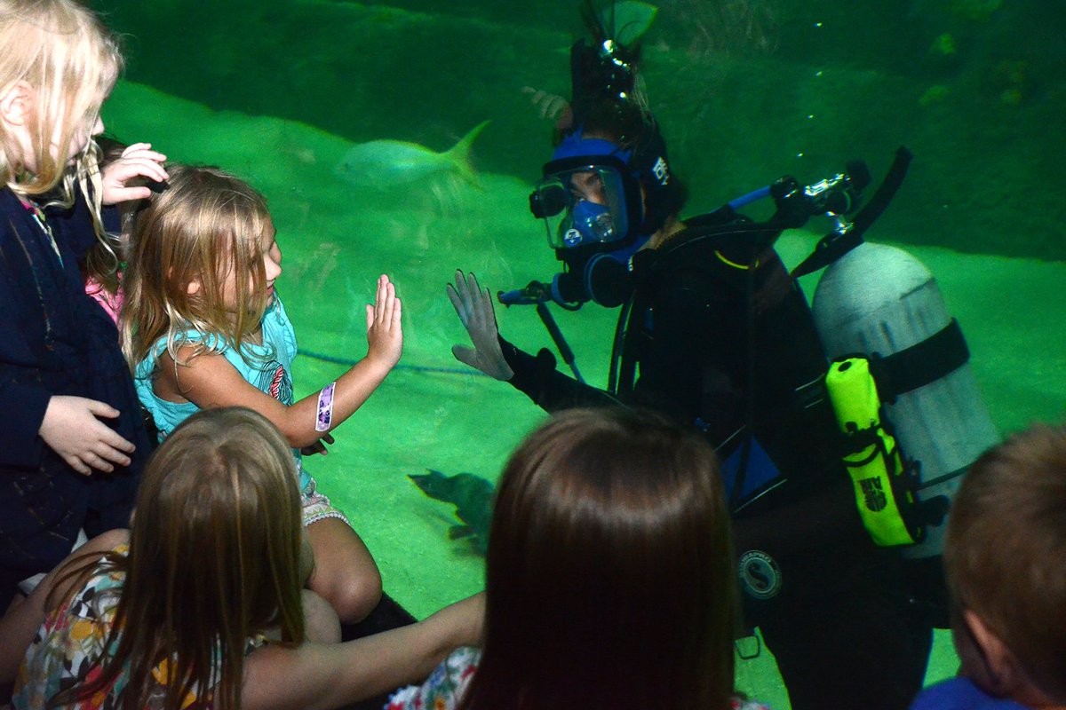 NCAquariumatPKS's tweet photo. Looking to be part of the aquarium family? We're looking for a seasonal dive intern! Follow the link for more info and to apply! Deadline is Friday June 8.  https://t.co/RnyPLYABmN #diverdown #internship #diverswanted https://t.co/IiptvQduY0