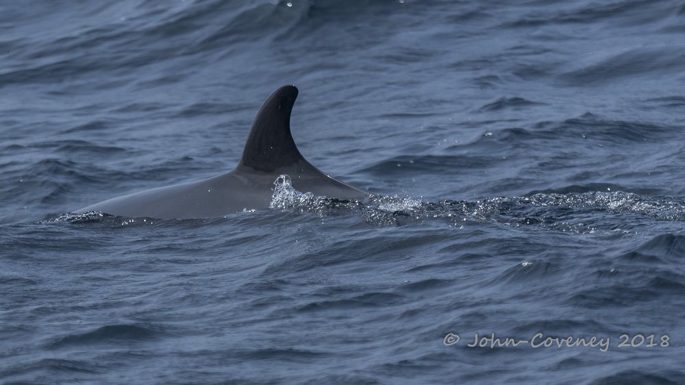 4/5 Pelagic Ring, W. Cork to 20km S of Stags 5Jun18. Loads of #CommonDolphins and several #MinkeWhales Thanks to Paul @shearwatertours for relentless chumming and boatman #DavidEdwards and #Tigger irelandseaangling.com/index.html . With @kellylad. @IWDGnews.