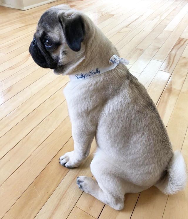 Scully1934's tweet photo. Our fans come in all shapes and sizes! Meet Scully, a West Village pug named after our store 😍 @scully_ny .
.
.
.
.
#finechina #sterlingsilver #finefurniture #crystal #leather #jewelry #luxury #gifts #homedecor #pugsofinstagram #ScullyandScully https://t.co/nP3v7B85DM