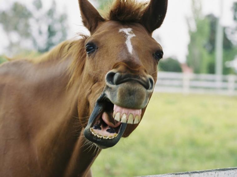 fundaco's tweet photo. Gracias a todos nuestro seguidores por participar del cuestionario #FUNDACO.
Soy un animal muy elegante, muy veloz y poco fiero; y cuando quiero calzarme voy a casa del herrero. ¿Quién Soy? EL CABALLO!!! https://t.co/kFjr2EnkT5