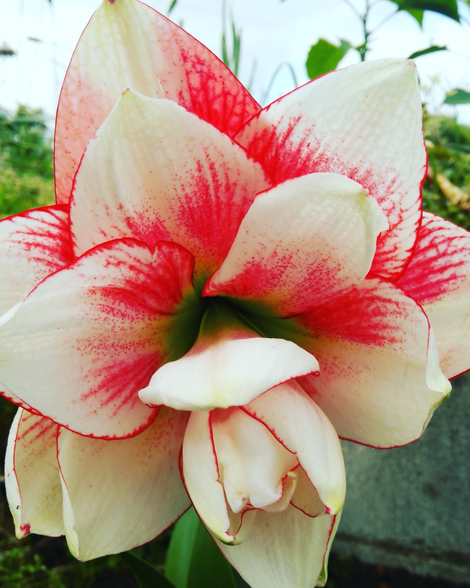 あかね 赤白のアマリリスエルバス花 アマリリス エルバス 可愛い かわいいよ 花が好き かわいい 綺麗 葉っぱ いいねください いいね返し フォロー フォローお願いします フォロー返し お願いします T Co 4spaimcuef Twitter
