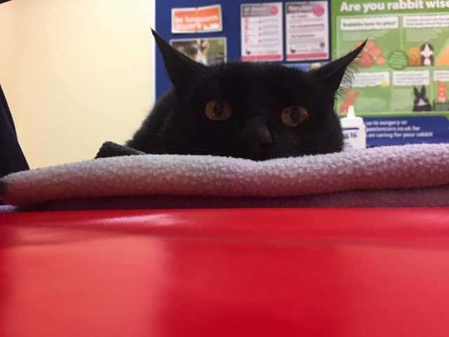 MissingPetsGB's tweet photo. 🐱 #LOSTCAT
This is Salem, an older cat with some health problems, missing from Manston Drive, #Easthampstead since the 1st June. He is chipped and neutered.
Please 💻 lostandfound@bracknell.cats.org.uk if you see him.
#ScanMe #MissingcCat https://t.co/KpmhSwFOo0