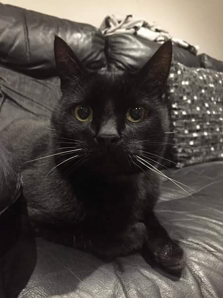 MissingPetsGB's tweet photo. 🐱 #LOSTCAT
This is Salem, an older cat with some health problems, missing from Manston Drive, #Easthampstead since the 1st June. He is chipped and neutered.
Please 💻 lostandfound@bracknell.cats.org.uk if you see him.
#ScanMe #MissingcCat https://t.co/KpmhSwFOo0