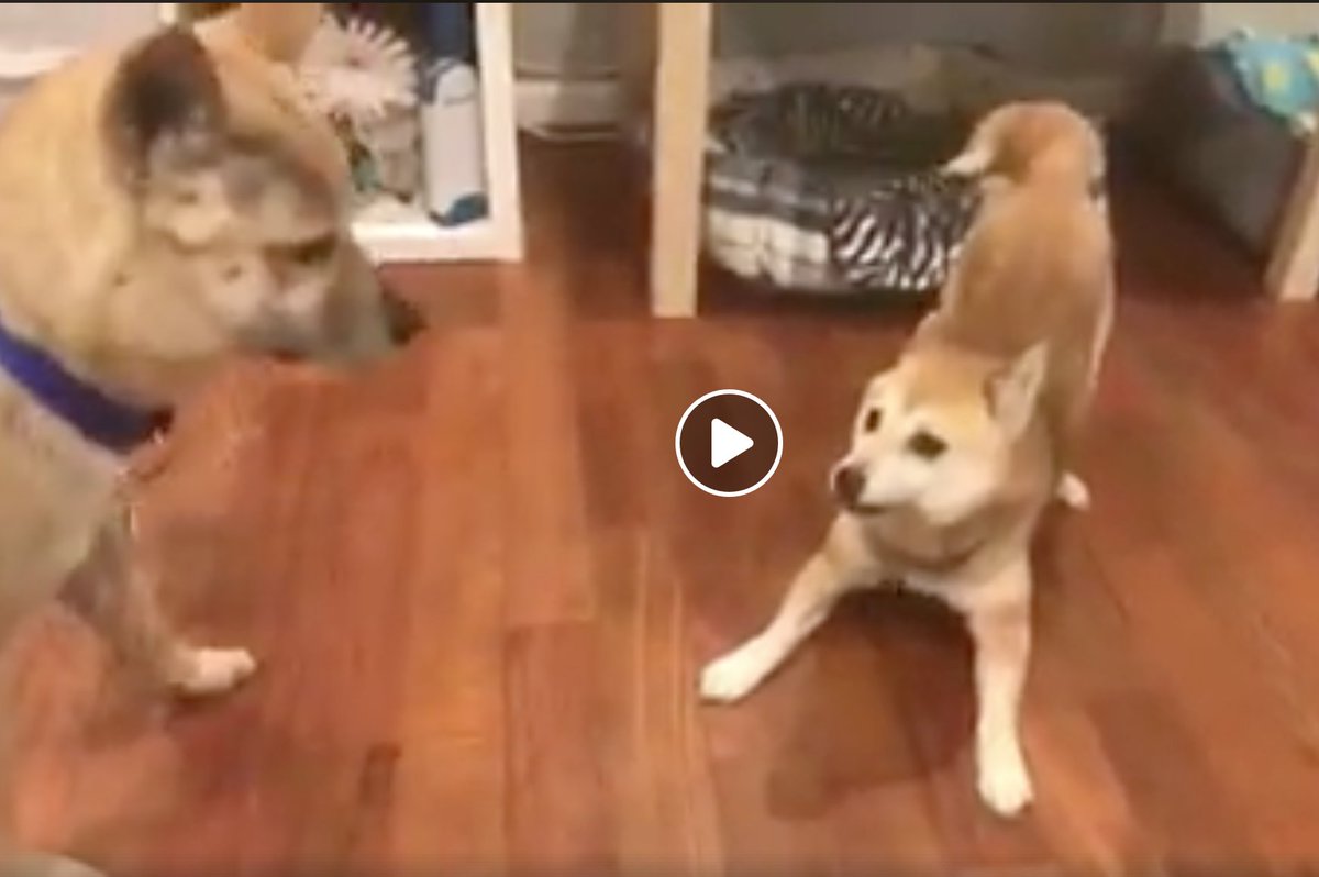Dc Shiba Inu Rescue On Twitter Video Adoptableshiba
