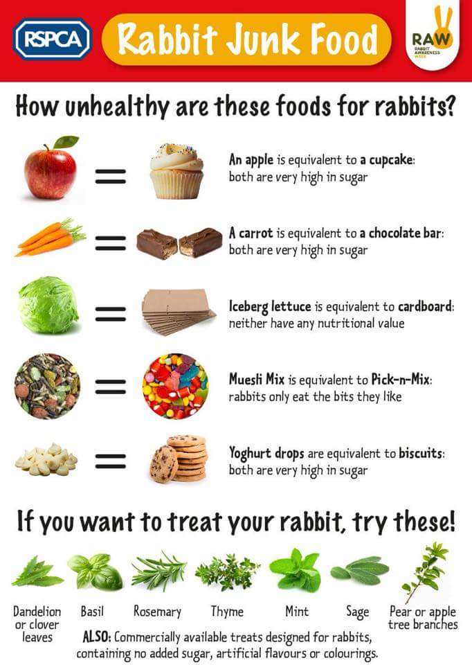 PAHLudlow's tweet photo. #RabbitAwarenessWeek  🐇🌱 https://t.co/71Xp2mv5zf