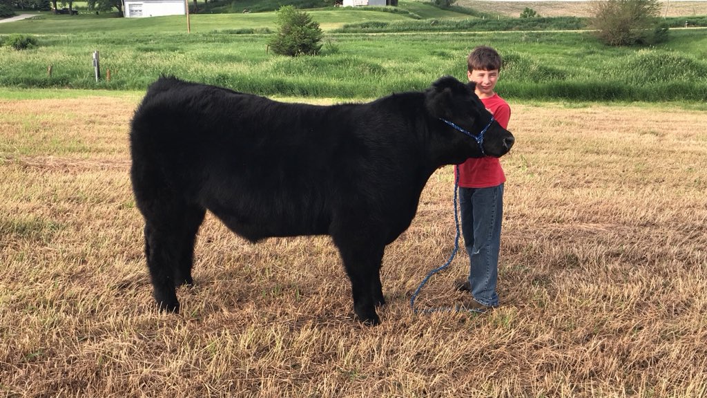FarmLifeMomLife's tweet photo. Do what you love and you’ll never work a day in your life 🖤🐮
#showkid 
@mike_pithan https://t.co/9mDDfHiLuC