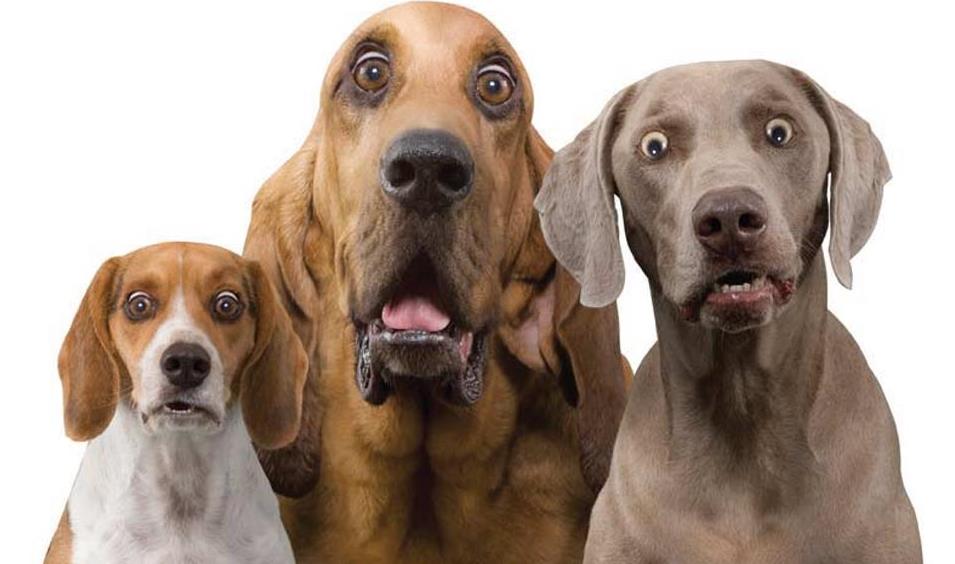 ell140's tweet photo. Meet your new colleagues! Dynamic software startup in the fast growth #PetTech sector is looking for a senior Sales Leader / BD Director / Co-Founder to lead, grow and build a sales team. Get in touch with me or ell@santamonica.digital for this “Pawsome” opportunity! #startupjobs https://t.co/a139X67Doj