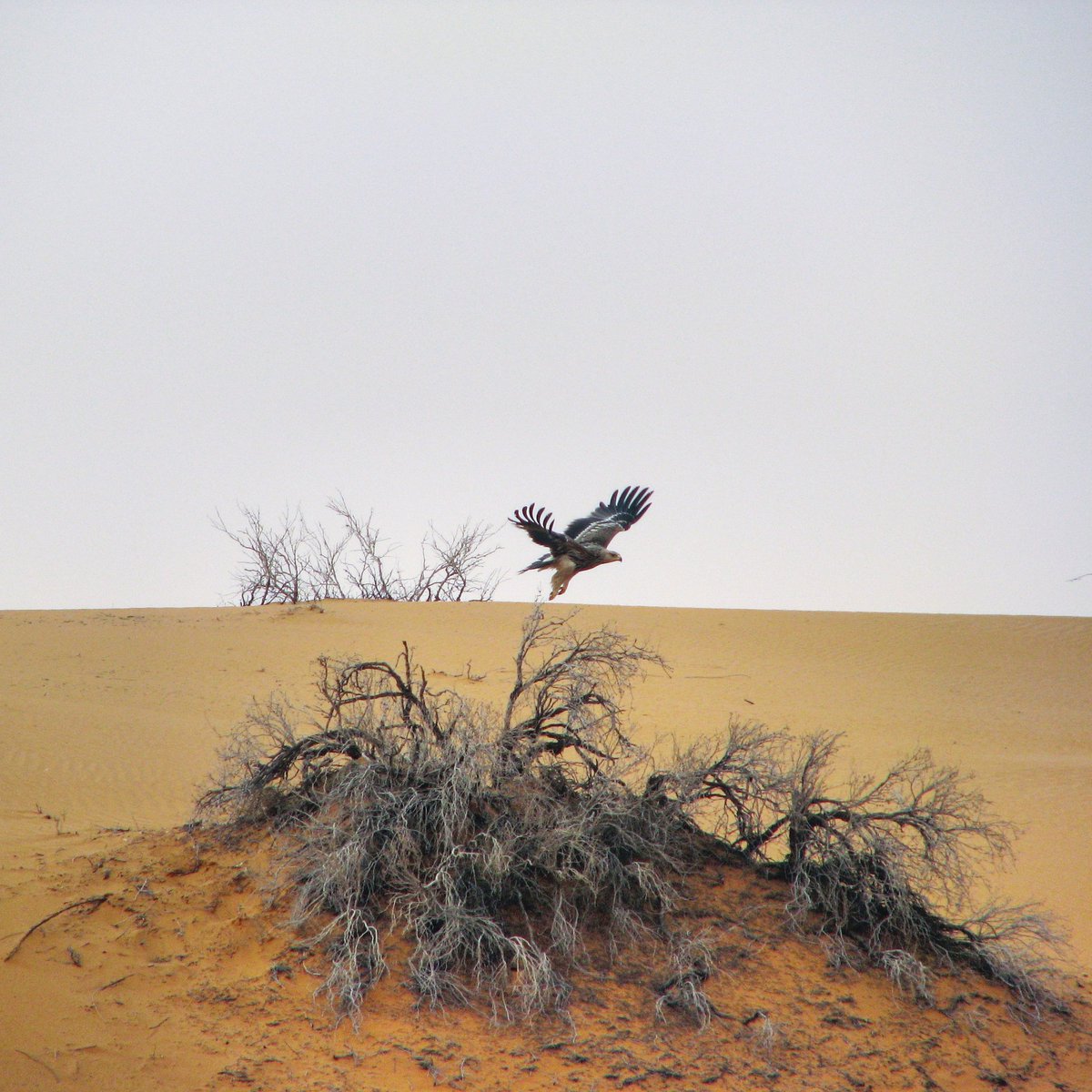 محمد بن عبدالله الشاوي tweet media