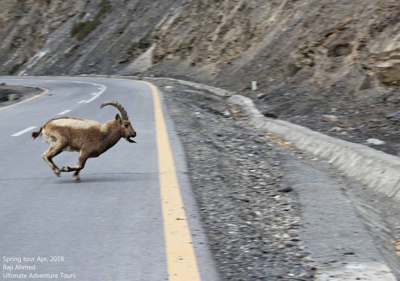 HunzavalleyPk's tweet photo. Himalayan Ibex seen on Karakorum Highway enroute to Khunjarab Pass
#GilgitBaltistan
#traveltips #wildlife #wildlifephotography #nature @US_FranceFR @WTTC @WTM_London #traveltheworld #WORLDTOUR2018 #explorePak #Pakistan #naturelover https://t.co/iqTbkBYVVp