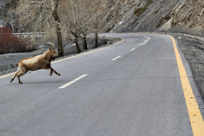 HunzavalleyPk's tweet photo. Himalayan Ibex seen on Karakorum Highway enroute to Khunjarab Pass
#GilgitBaltistan
#traveltips #wildlife #wildlifephotography #nature @US_FranceFR @WTTC @WTM_London #traveltheworld #WORLDTOUR2018 #explorePak #Pakistan #naturelover https://t.co/iqTbkBYVVp