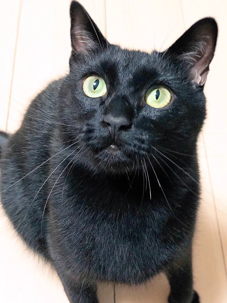 猫野四季＊ on X: 