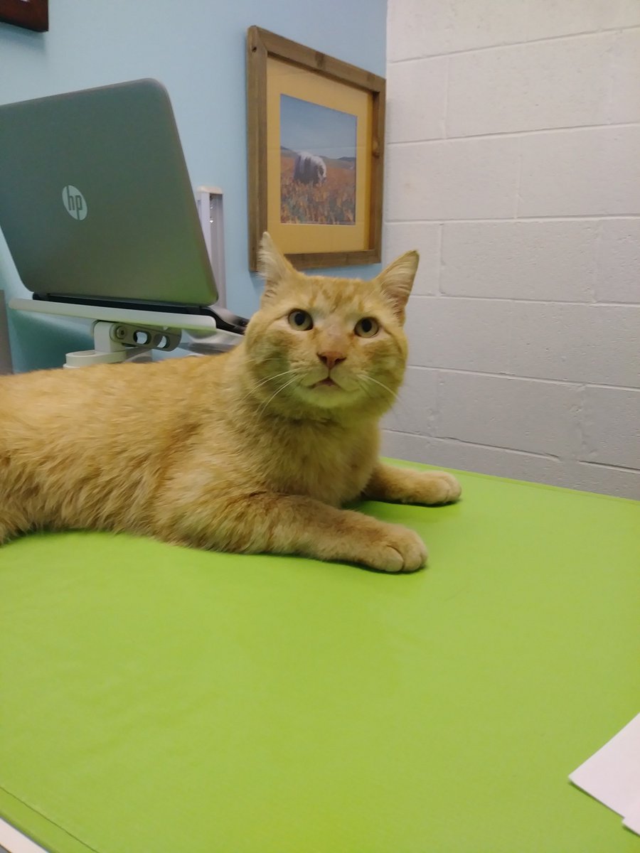 kansascity.craigslist.org/pet/d/awesome-…