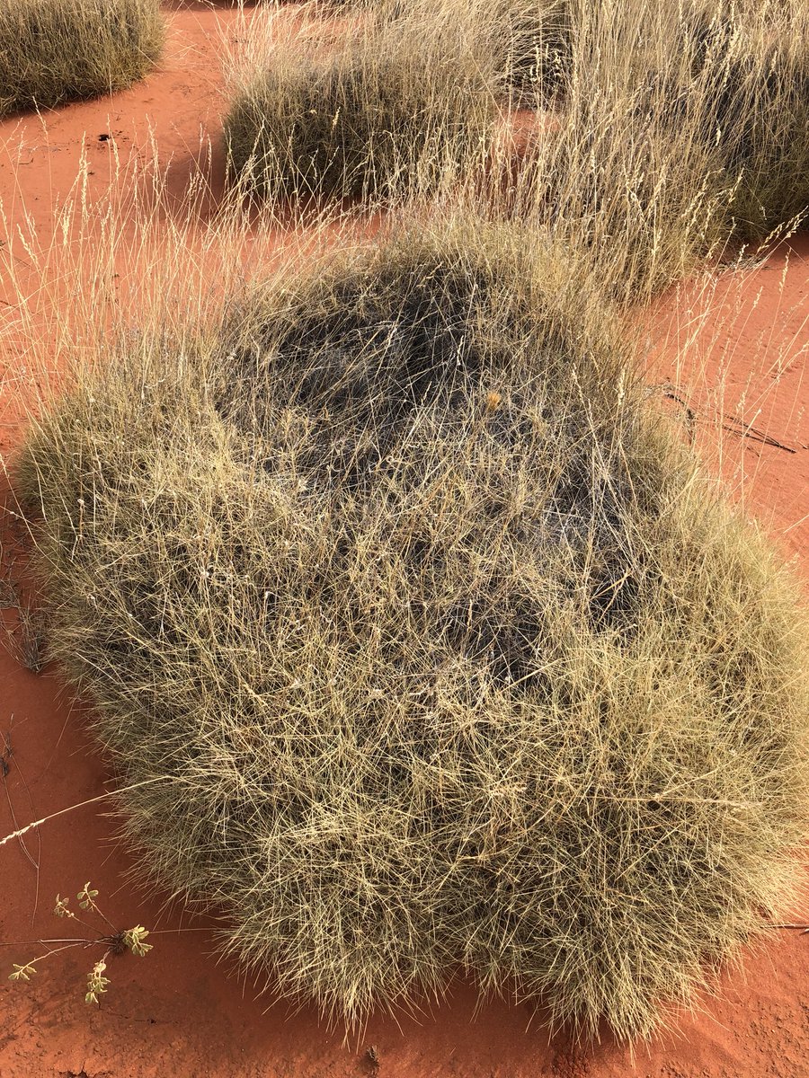 lockrey_tony's tweet photo. #Spinafex development #ayersrock #desert trip #finkerace https://t.co/oC4rx3Jrgc
