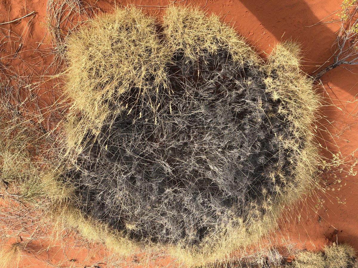 lockrey_tony's tweet photo. #Spinafex development #ayersrock #desert trip #finkerace https://t.co/oC4rx3Jrgc