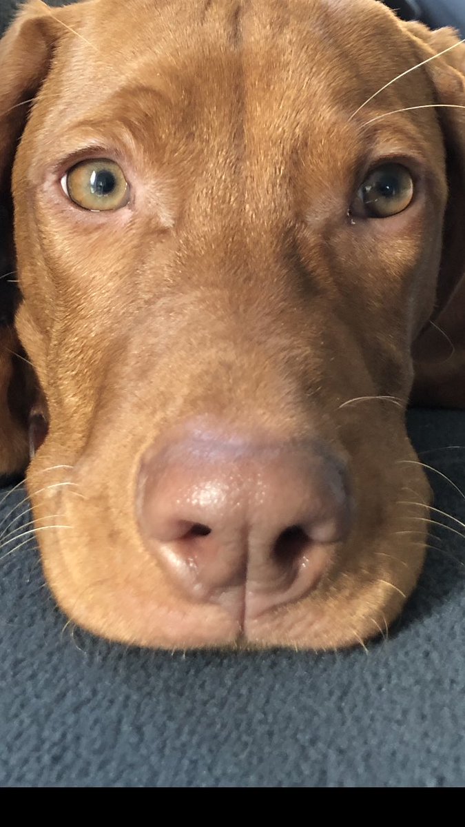 365physio's tweet photo. @JensSpahnCDU Die Therapeuten gehen vor die Hunde. Die, die es noch einrichten können flüchten in die Privatpraxis. Versorgung? Bricht zusammen. Handeln Sie. Jetzt.
#therapeutenamlimit #ohnemeinenphysiotherapeuten #tourdespahn https://t.co/Z1s5MwgmVh