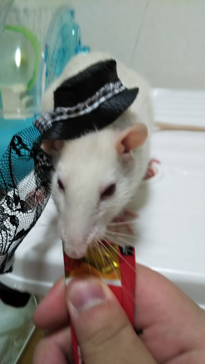 暇時々鳥 ねずみ ネズミはよくてねこはダメ ネズミはよくて犬はダメ ネズミはよくて鳥はダメ ネズミが傷ついたら 雀は傷ついてたら おかしいじゃないか ネコを焼き殺す ネコを生埋めにする ネズミは焼かれても テープでぐるぐる巻きにされても