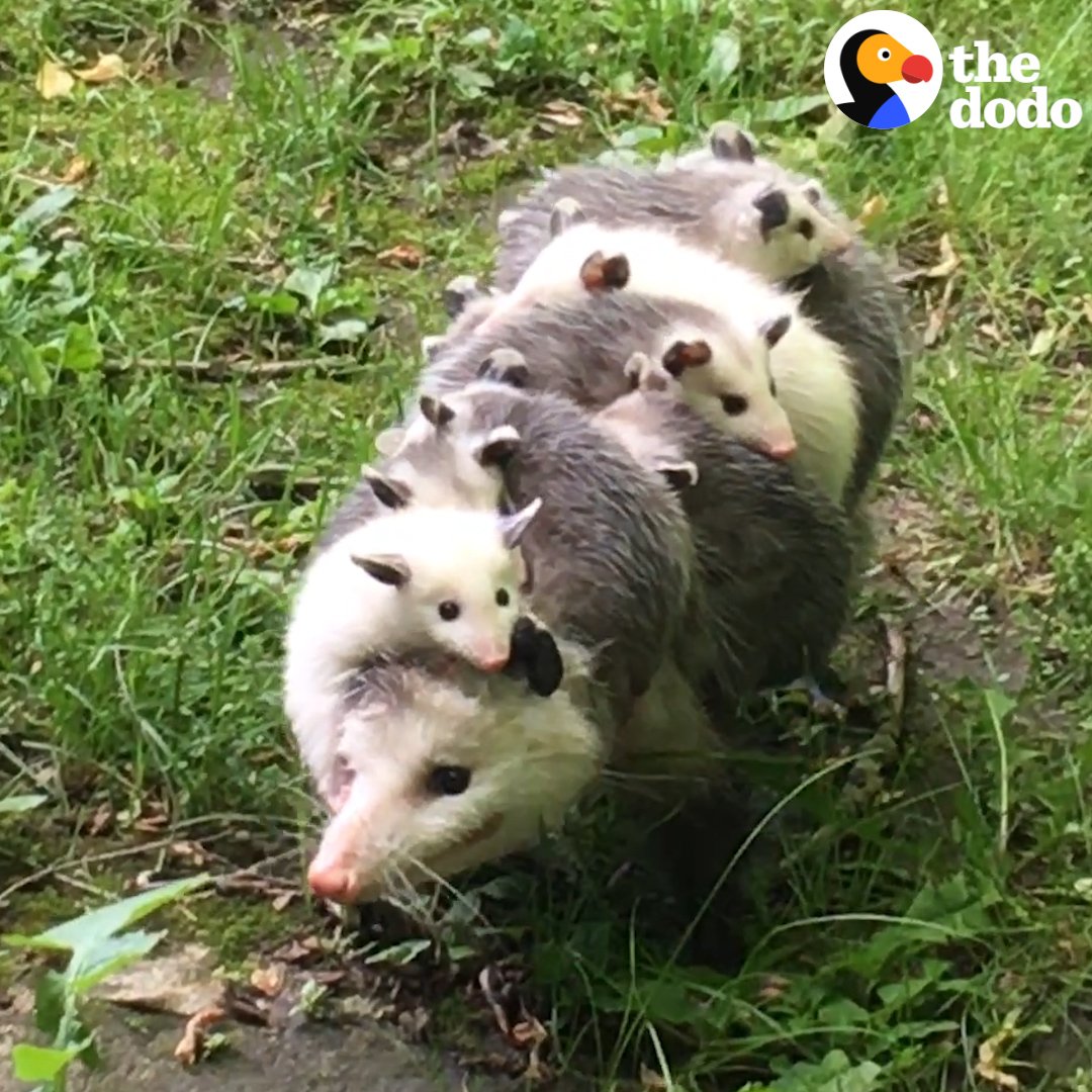 Nature is Amazing ☘️ on Twitter "This is how possum moms carry their