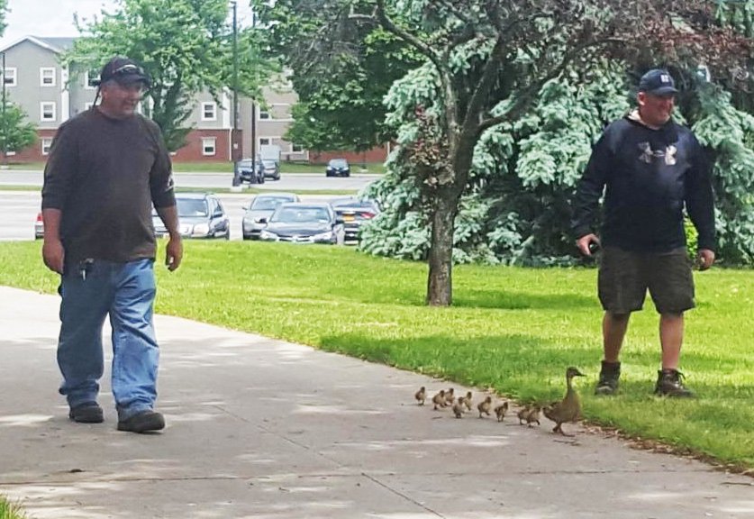 MonroeCC's tweet photo. Nine ducklings and their mom survived a close call on MCC’s Brighton Campus yesterday, thanks to these two guys. Thank you, Paul &amp; Eric! #ThisIsMCC https://t.co/XLbwsGGoUF https://t.co/wutL5XSs3g