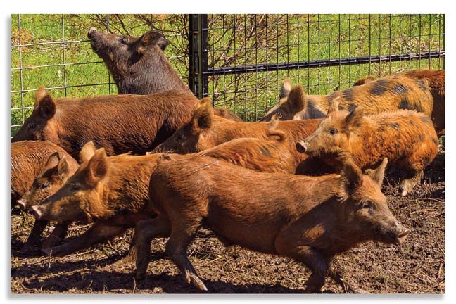 HuntingMag's tweet photo. We help educate hunters how to successfully implement a productive solution to the feral pig problem: https://t.co/hDCQ7HVF05 | #PetersensHunting #HuntingMag #Hunting #FeralPig #HogHunting #PigHunting https://t.co/ZGnGkW0eh5