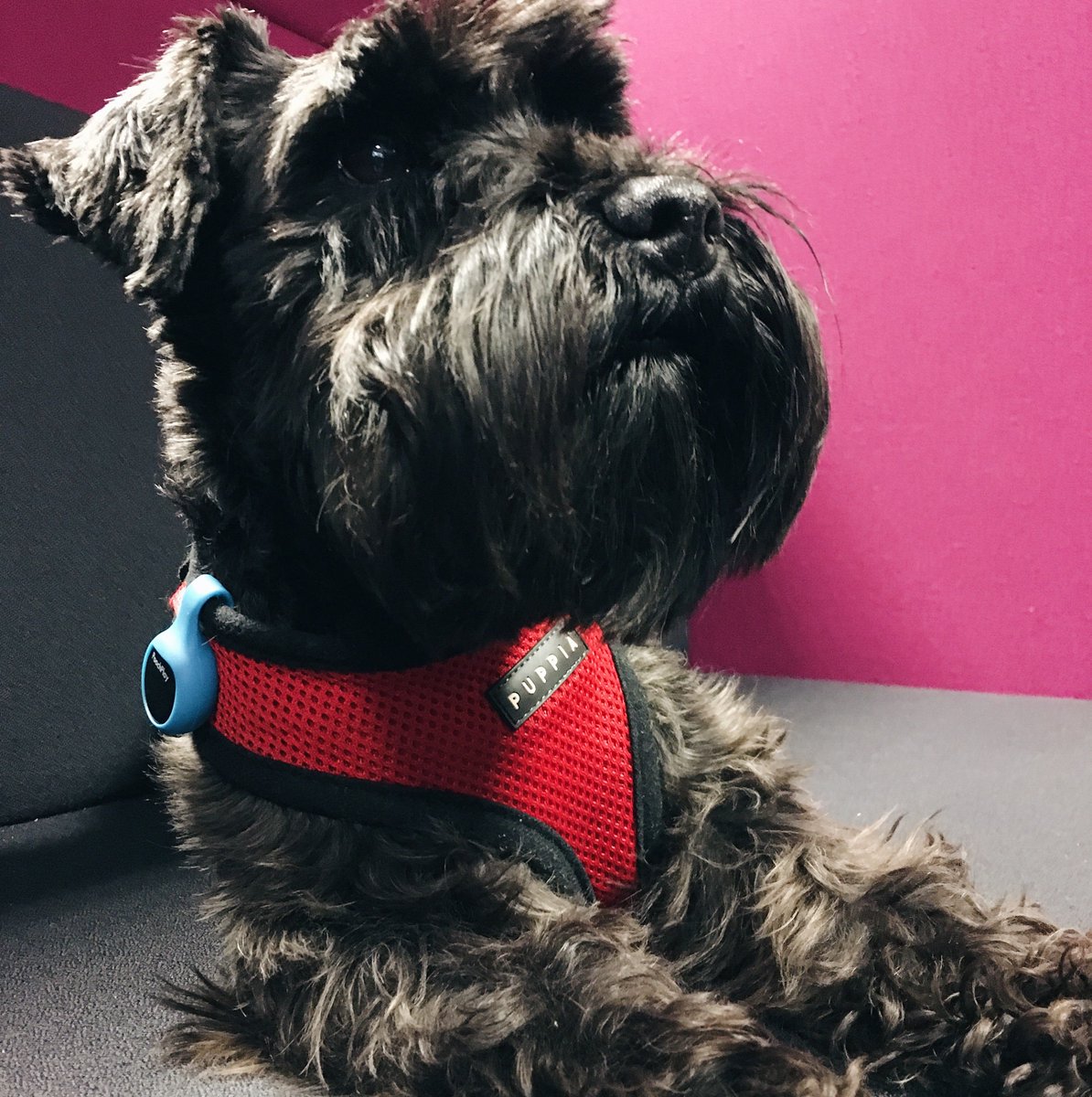 JustPoochPlay's tweet photo. We are thinking about introducing a blue tracker. What do you guys think? #dogactivitytracker #blue #blackdog https://t.co/sX7qo4q7cs
