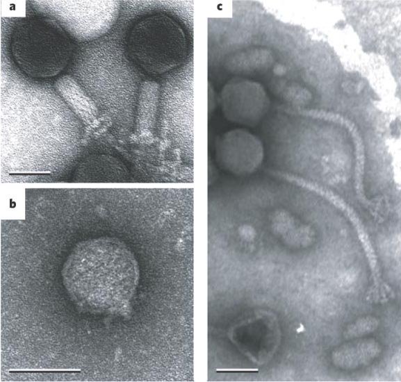 Virosphere2012's tweet photo. RT - Don't forget to submit your best work to "The Diversity and Ecology of Aquatic Viruses from Headwaters to the Hadal". Lower OA fees when submitting to this special issue, and published as soon as accepted. https://t.co/ytkBPsQdf7 https://t.co/mJyOxPFIdJ