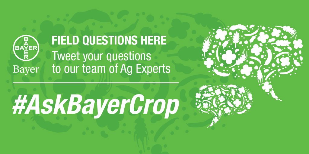 Bayer4CropsCA's tweet photo. Thinking about when to spray Decis? Morning and evenings work best, when the temp is not above 25ºC. Decis is 80% contact, so you need to have contact with the flea beetles! #AskBayerCrop https://t.co/5gCKgGsLbD