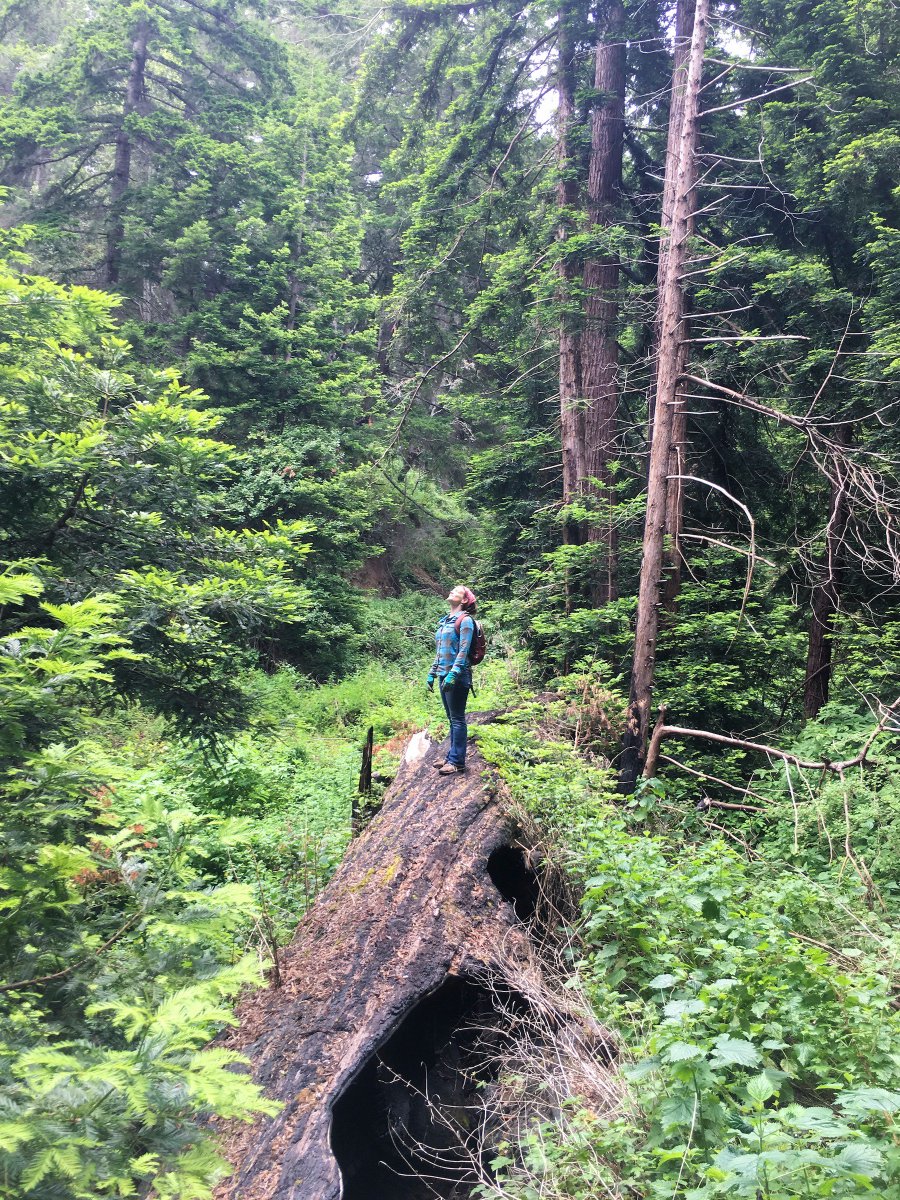 “For 118 years, Sempervirens Fund and CA State Parks have partnered to help protect some of the most valuable natural resources in the state. The passage of Prop. 68 is a long overdue investment in CA's public gems,” said SVF Executive Director Sara Barth.
sempervirens.org/proposition-68…