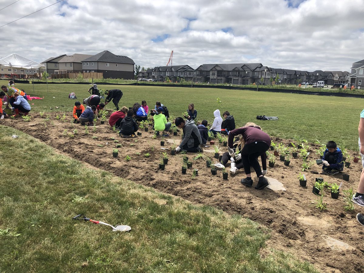 Mcleodsmusic's tweet photo. Wow! Yesterday the grade 2/3’s and 6’s put into action their bee inquiry! Amazing hard work everyone, you should be very proud! #pollinatorproject #grohballeaders @growrdsb @MrsCampbellGroh @grohjenjes https://t.co/SjZfI6aNsZ