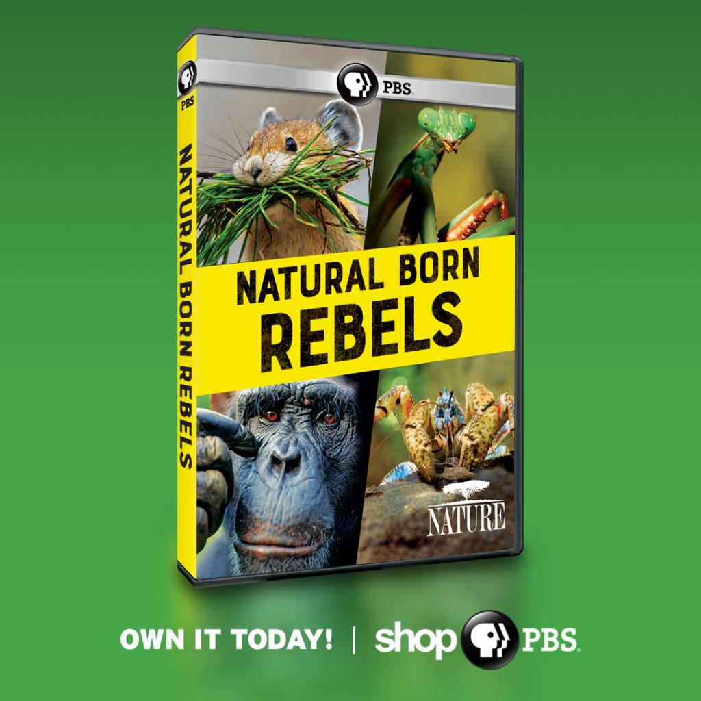 PBS on Twitter: PBS on Twitter: