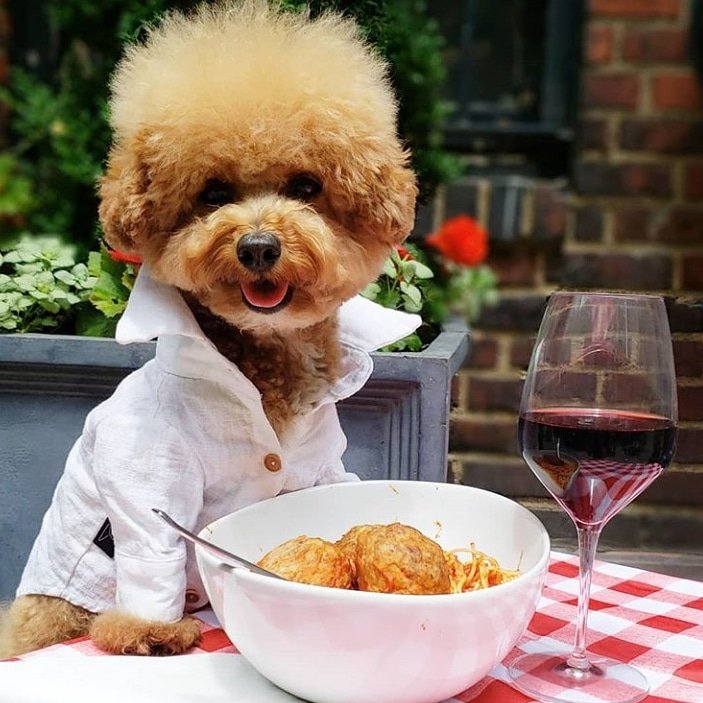 HunnyHour's tweet photo. Cheers to making life a little bit sweeter! 🥂🍷 #WineWednesday 
#hunny #social #connect #wine #wednesday #love #puppy https://t.co/5ZA0gfmRC8