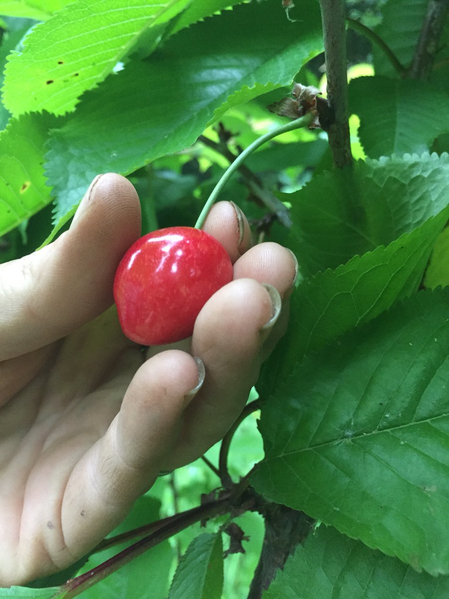 grumpygrocerjsy's tweet photo. @gravies said โCherry season, Dadโ and then it was over! #seasonal #organic #red #sweet #howwouldiknow #cherries #instafood #instamoment #instafruit #jersey #maybenextyear #fresh #lovethisplace # https://t.co/I2Nzr0X40g