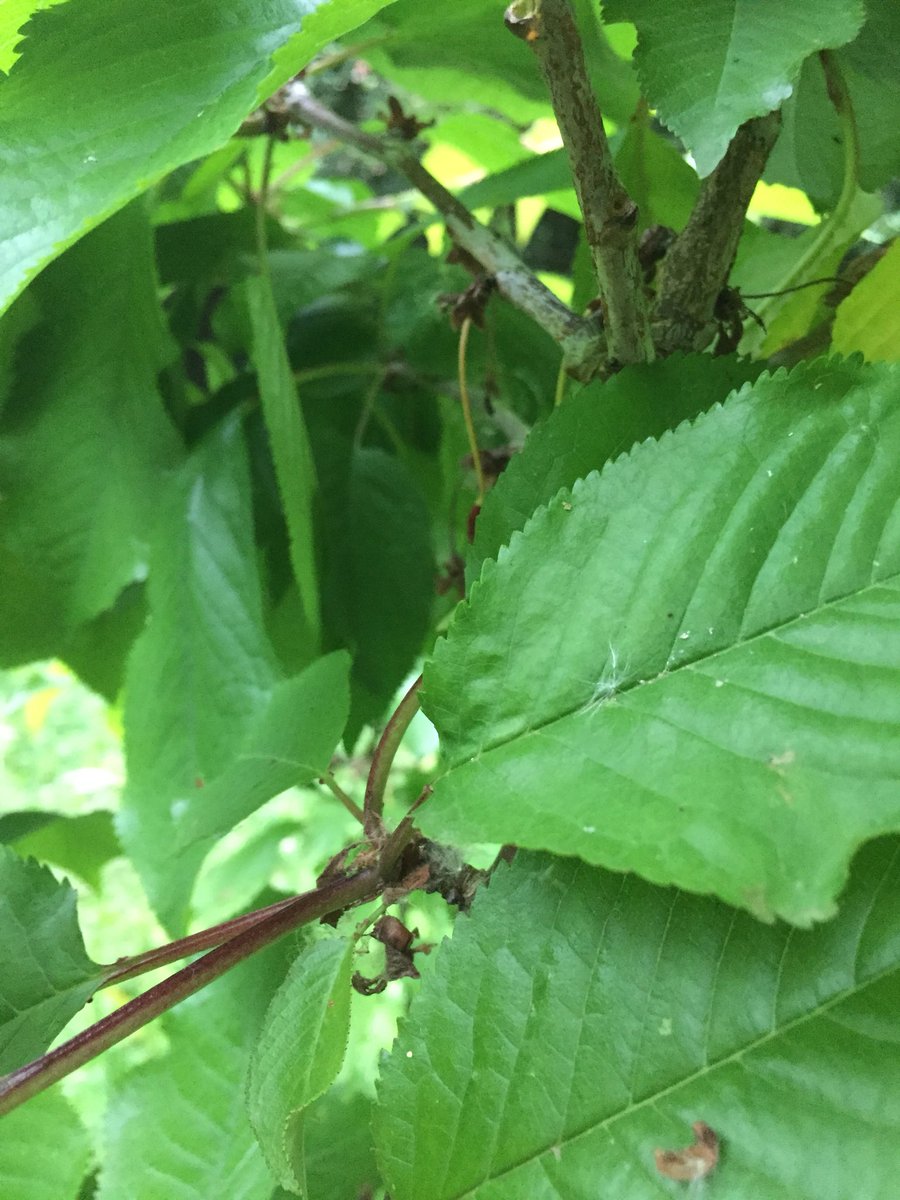 grumpygrocerjsy's tweet photo. @gravies said โCherry season, Dadโ and then it was over! #seasonal #organic #red #sweet #howwouldiknow #cherries #instafood #instamoment #instafruit #jersey #maybenextyear #fresh #lovethisplace # https://t.co/I2Nzr0X40g