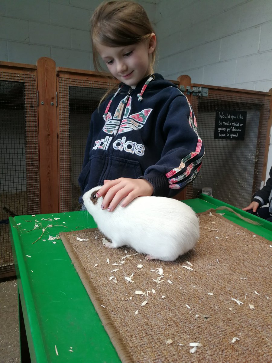 Y2Stradbroke's tweet photo. @StradbrokePri Lovely way to end our farm tour 🐇 https://t.co/nw3CVj0SIQ