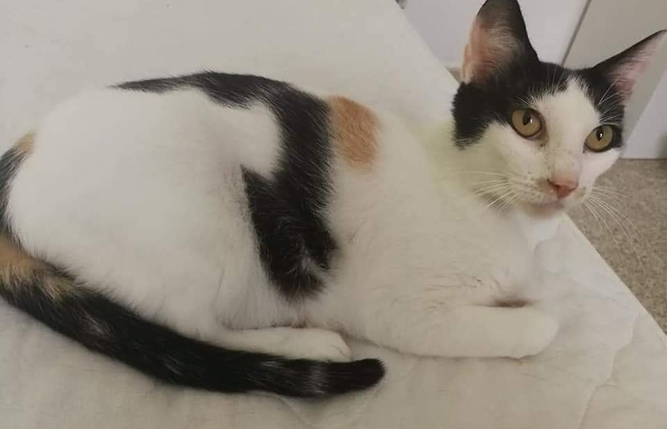 PeluditosdeEmma's tweet photo. Hoy nuestra madraza  Cleopatra está  siendo castrada porque ella también busca un https://t.co/02UC8qH7r5 un auténtico amor, tranquila super mimosa y cariñosa.¿Nos ayudas difundiendo mucho para que esta belleza pueda vivir tranquila y felíz  rodeada de cariño? https://t.co/9clkq80jwb