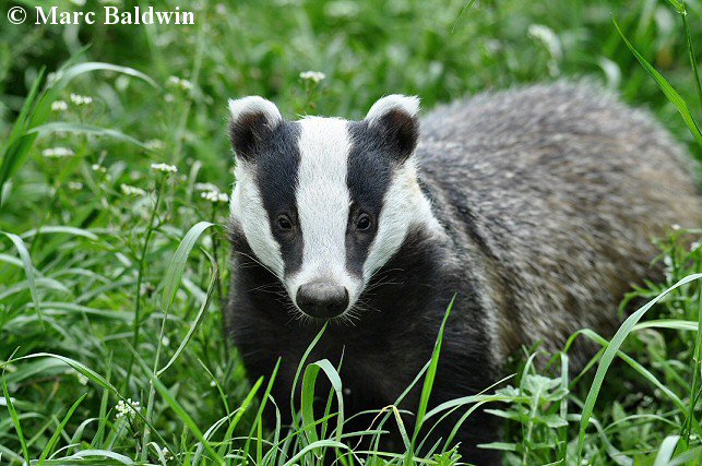 Are American Badgers And European Badgers Related?