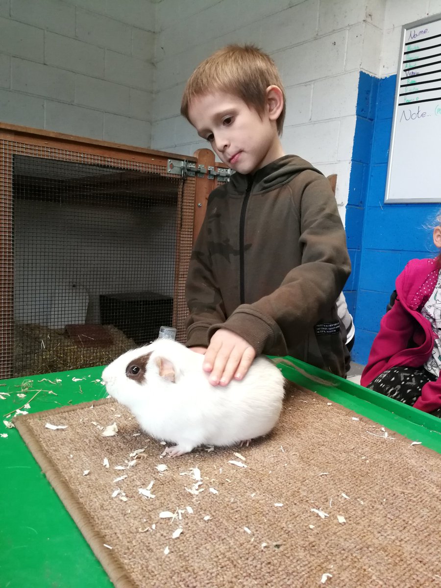 Y2Stradbroke's tweet photo. @StradbrokePri Lovely way to end our farm tour 🐇 https://t.co/nw3CVj0SIQ