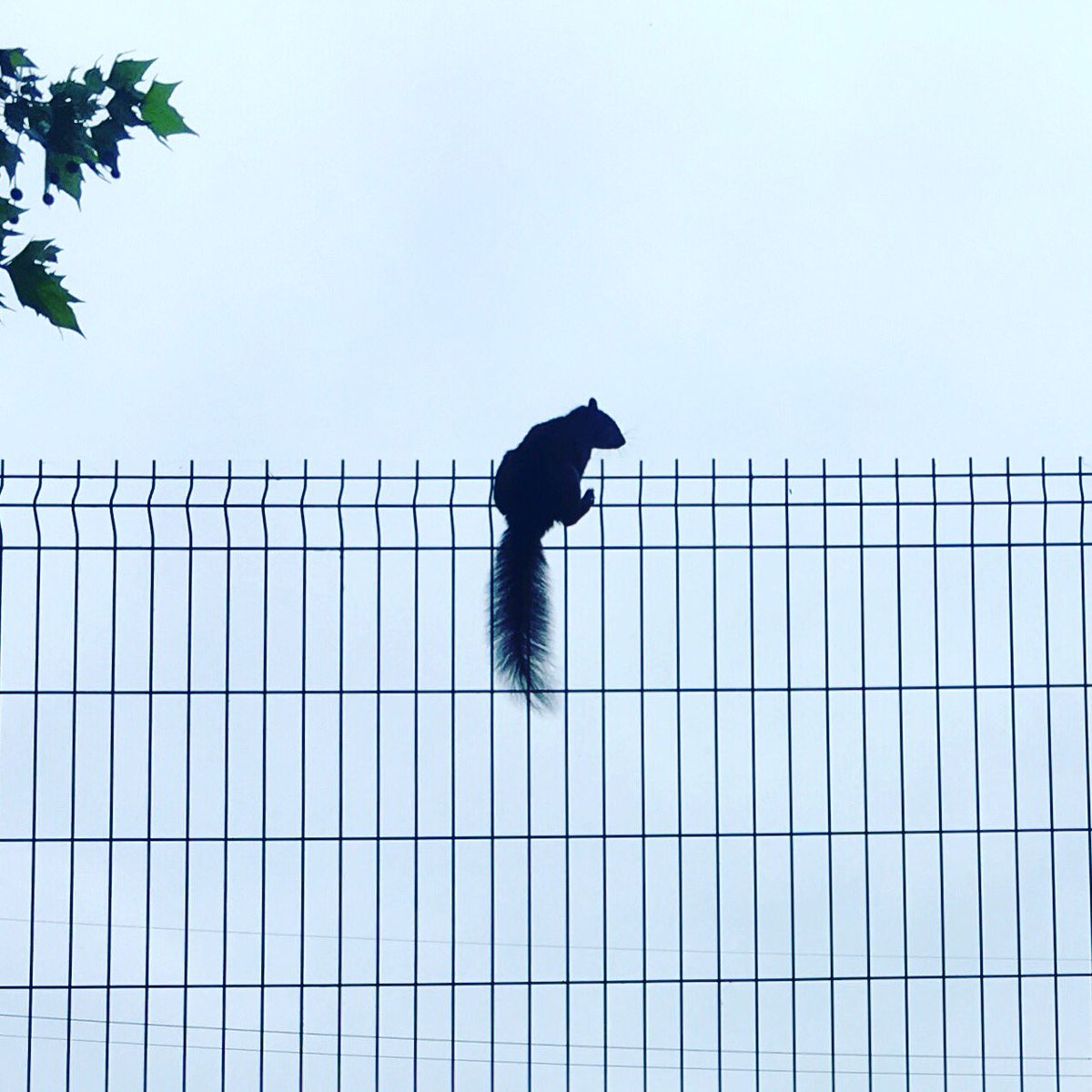 WeArePalace's tweet photo. Re-enacting the epic chase scene from Point Break with a squirrel. Vaya con Dios brother. 🏄♂️🔫🐿
#pointbreak #backoffwarchild #utah #bodhi https://t.co/RObSDqVWen